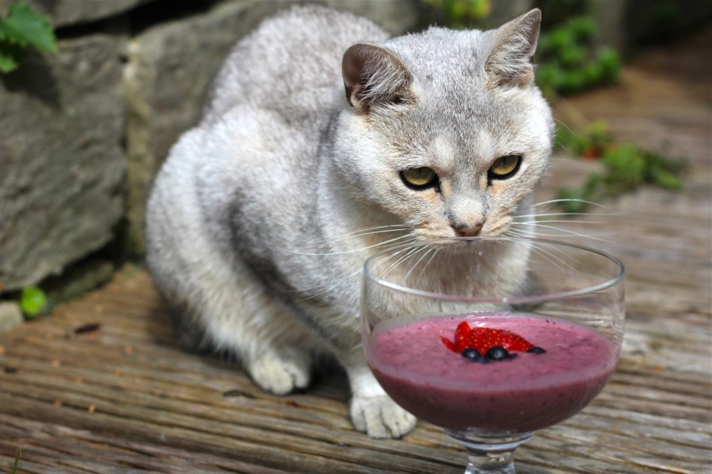 Cat looking at a glass of creamy berry smoothie